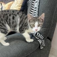 Photo of Bandar (9966)