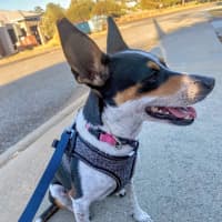 Photo of Pepsi (Was Audrey)