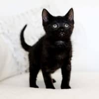 Photo of Coco