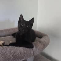 Photo of Alfie