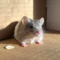 Photo of Bart