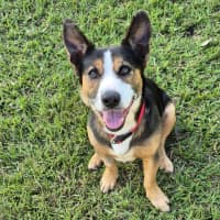 Photo of Stitch
