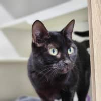 Photo of 🐱‍👤 Lumi 5385 🐱‍👤