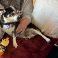 Photo of Jasper 😍 8yo, Chihuahua (On Trial 2/8/24)