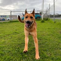 Photo of Piper (68887)