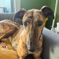 Photo of Sadie
