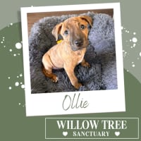 Photo of Ollie