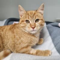 Photo of Pumpkin