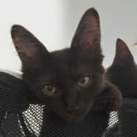 Photo of Penny (Wise)