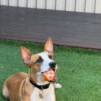 Photo of Ivy