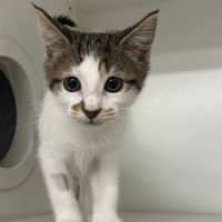Photo of Pawsy