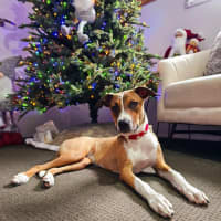 Photo of Gidget *$350 Adoption Fee*