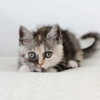 Photo of Fleur