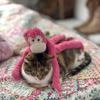 Photo of Willow