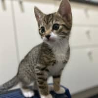 Photo of Tilly