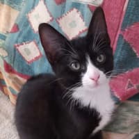 Photo of Tux