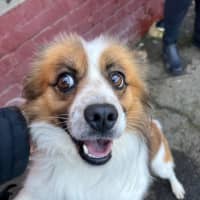 Photo of Lucky (Bonded With Tinker)
