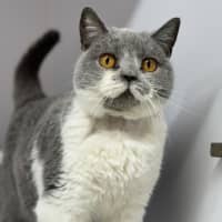Photo of Annabelle