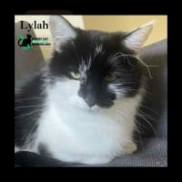 Photo of Lylah