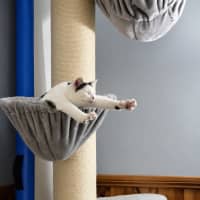 Photo of Domino