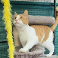 Photo of Jonas ** 2nd Chance Cat Rescue**
