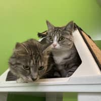 Photo of Toast (Bonded To Baguette)