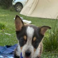 Photo of Clover   8 Week Old Kelpie X (Trial)