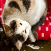 Photo of Willow