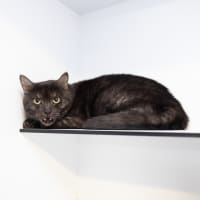 Photo of Milo