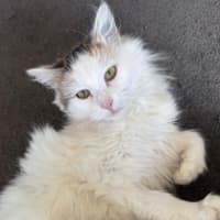 Photo of Biscuit