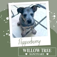Photo of Pepperberry 