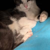 Photo of Octavia