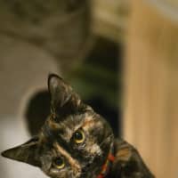 Photo of Hazel