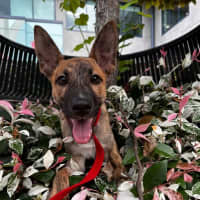 Photo of Pip