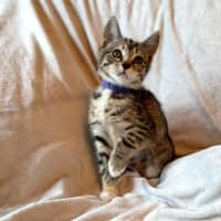 Photo of Lamington   In Foster Care In Bentleigh East