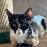 Photo of Sally   3 Year Old Domestic Shorthair