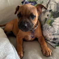 Photo of Charlee   10 Week Old Staffy X (Trial)