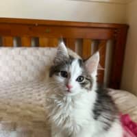 Photo of Mouse