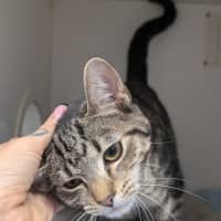 Photo of Kitty