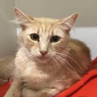 Photo of Mango