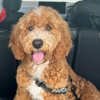 Photo of Patch Valenti