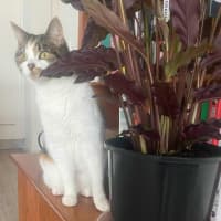 Photo of Pudding   Located In Preston