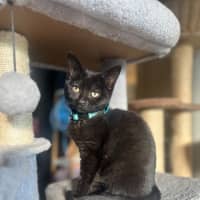 Photo of Lulu