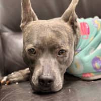 Photo of Stitch