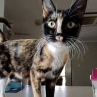 Photo of Ziva