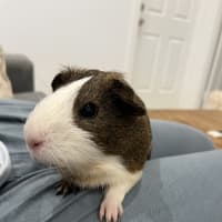 Photo of Milo