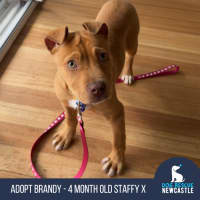 Photo of Brandy   4 Month Old Staffy X