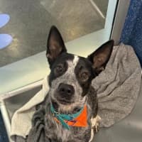 Photo of Jacko