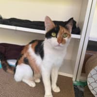 Photo of Akira ** 2nd Chance Cat Rescue **