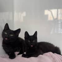 Photo of Betty   In Foster Care In Ashburton